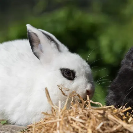 Theresienhof Petschnitzen