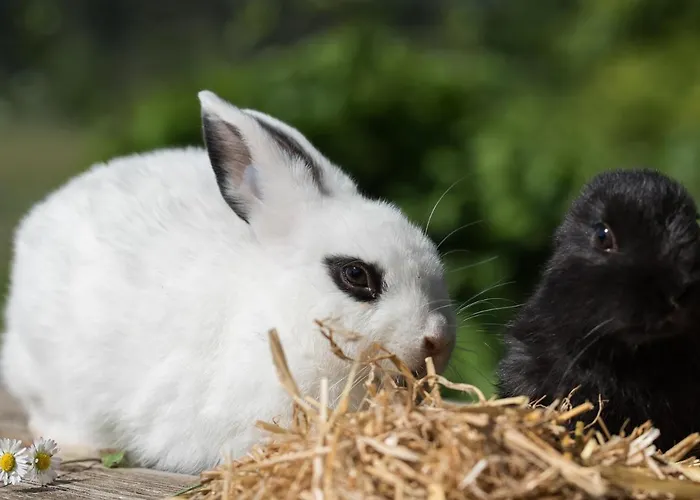 Theresienhof Petschnitzen