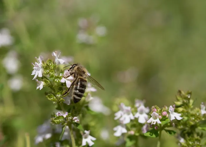 Theresienhof Guest house 3*