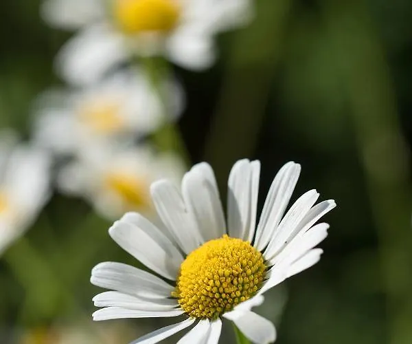 Theresienhof Affittacamere Petschnitzen